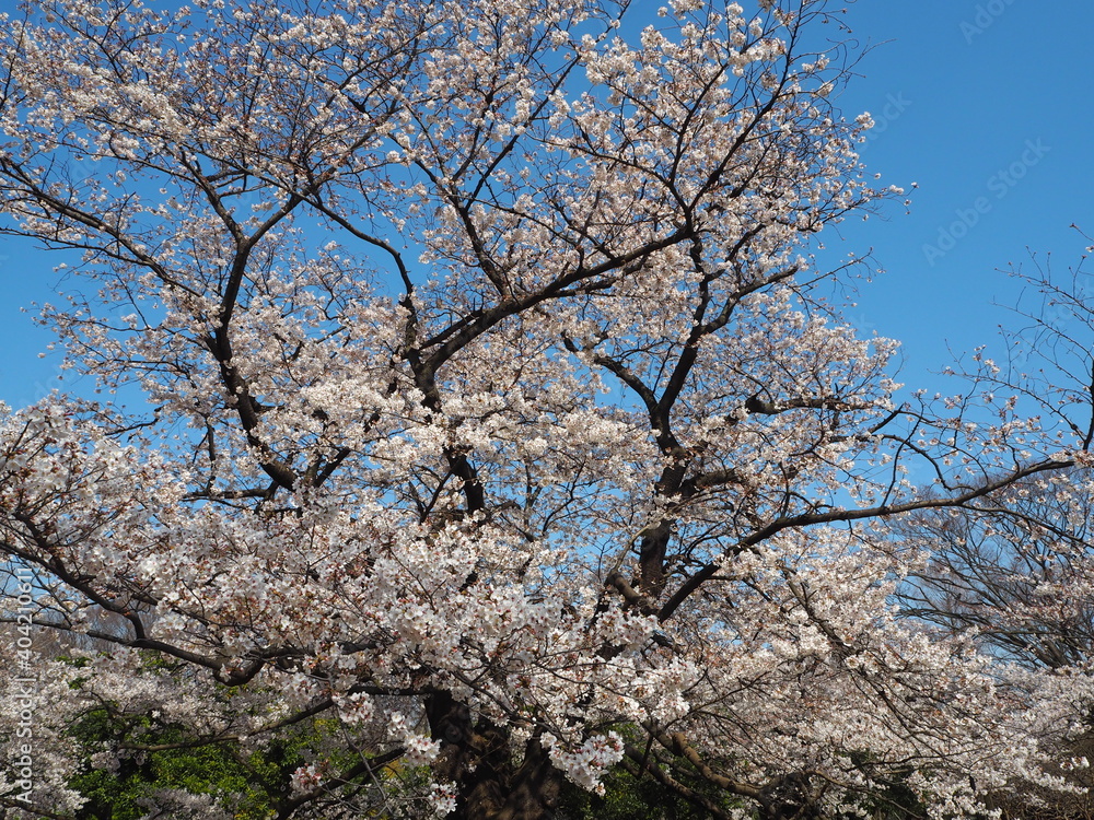 the beautiful cherry blossoms of yoyogi park in tokyo, JAPAN the beautiful cherry blossoms of yoyogi park in tokyo, JAPAN
