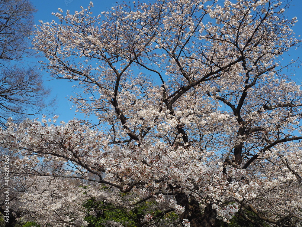 the beautiful cherry blossoms of yoyogi park in tokyo, JAPAN the beautiful cherry blossoms of yoyogi park in tokyo, JAPAN