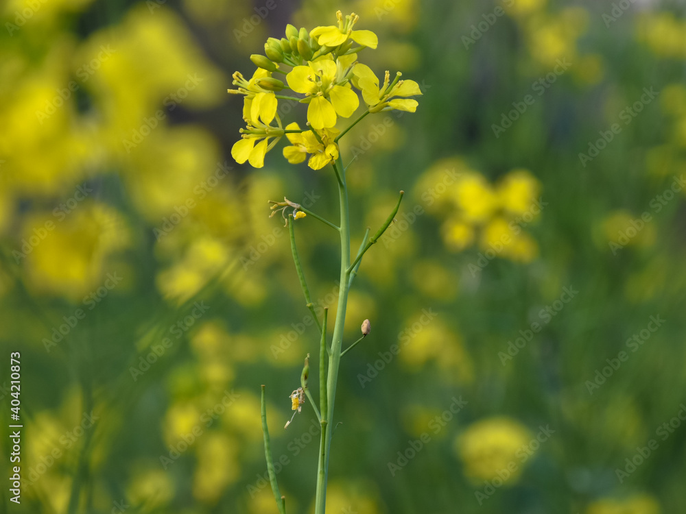 Very beautiful bright yellow mustard flowers in wintertime in India Very beautiful bright yellow mustard flowers in wintertime in India