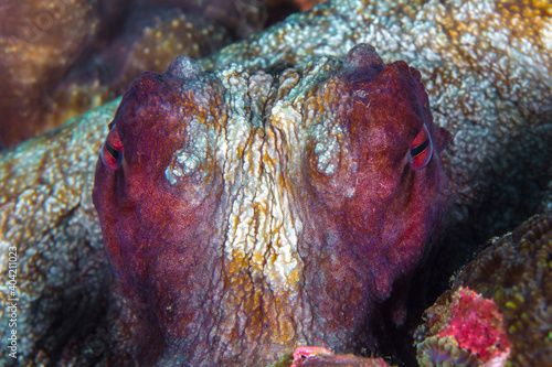 Close up on eyes of common day octopus - Octopus vulgaris