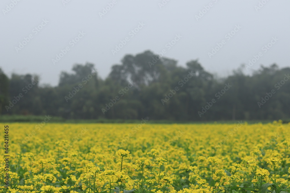 Beautiful yellow mustard flower in the fields
