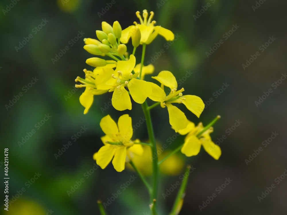 Very beautiful bright yellow mustard flowers or canola or rapeseed field in wintertime in India Very beautiful bright yellow mustard flowers or canola or rapeseed field in wintertime in India