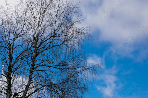 Russian birch tree against the background of a beautiful blue sky and clouds.