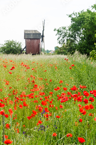 Cornfield with red poppies by an old windmill