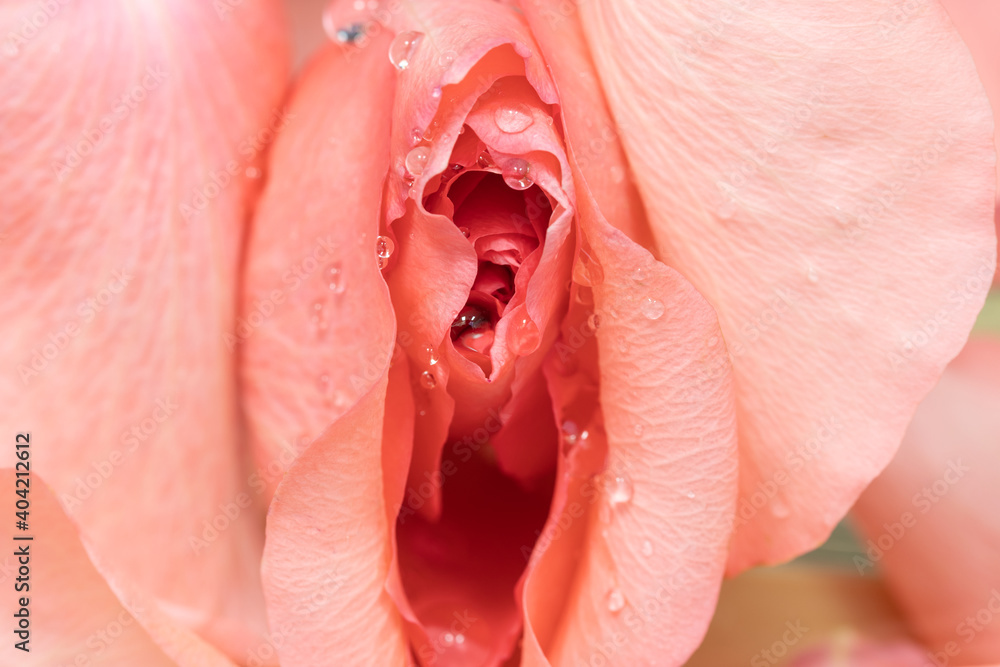 closeup of erotic pink rose flowers with water drops Stock Photo | Adobe  Stock