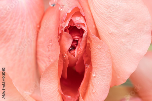 closeup of erotic pink rose flowers with water drops photo