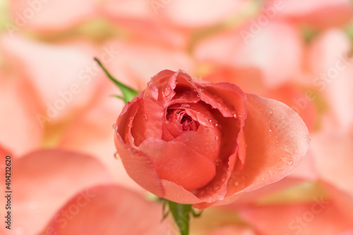 closeup of pink rose flowers with water drops top view