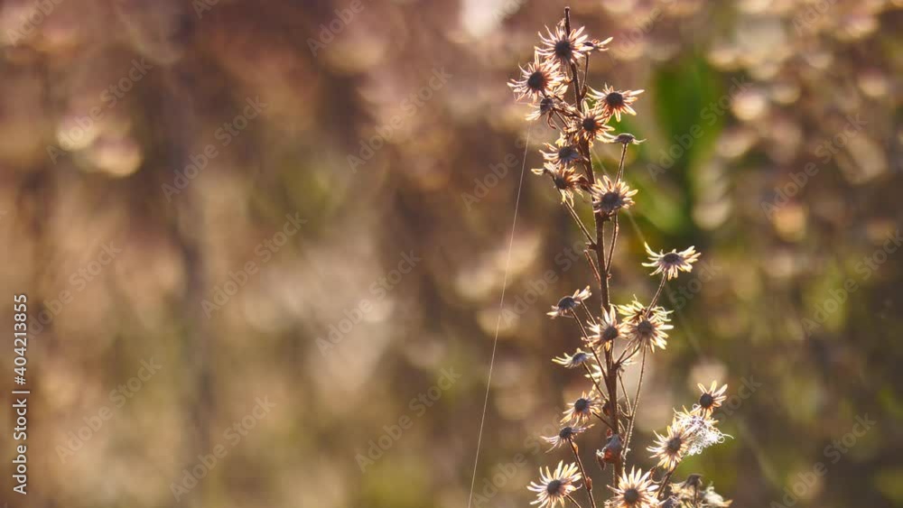 Single plant flower in cobwebs against meadow field bokeh background at sunny spring day. Nature. Focus in Single plant flower in cobwebs against meadow field bokeh background at sunny spring day. Nature. Focus in