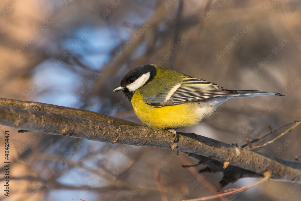 Obraz premium a bird on a branch