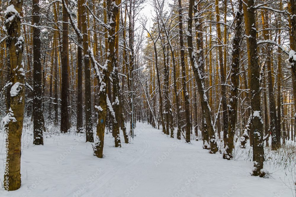 Fototapeta premium birch forest in winter