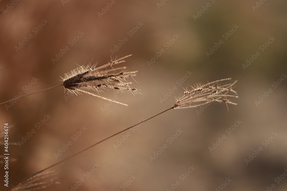 Fototapeta premium Close up grass flowers on sunlight in the morning