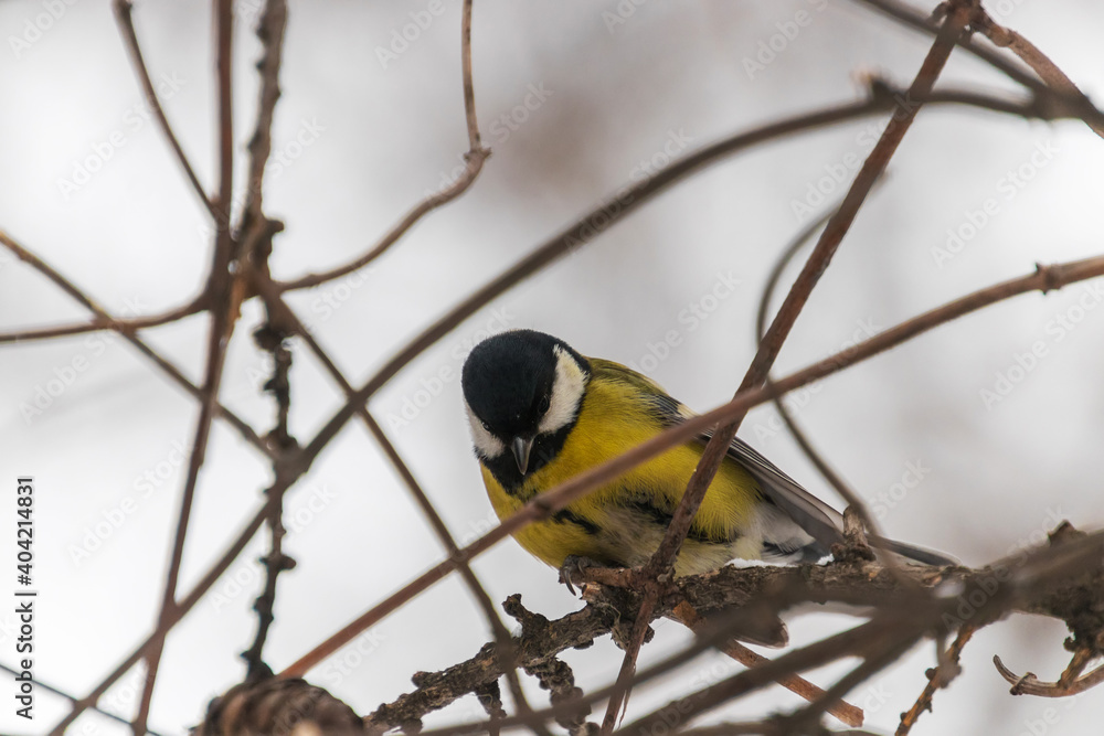 a bird on a branch a bird on a branch