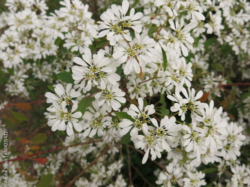 the white flowers are blooming in the winter design for white background