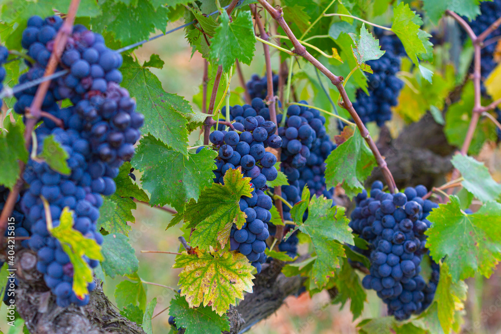 Image of red wine grapes in vineyard