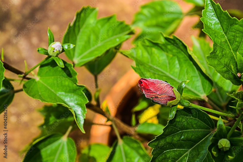 Beautiful red color hibiscus bud blooming in summer on blur background. Beautiful red color hibiscus bud blooming in summer on blur background.