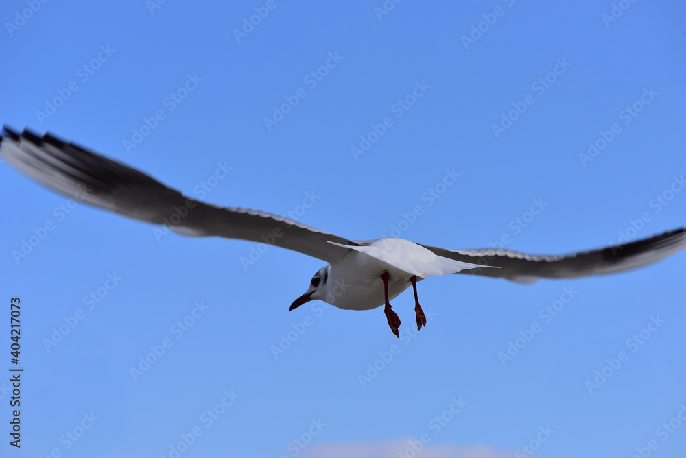 Flight of a seagull vigilantly looking out for food
Flight of a seagull vigilantly looking out for food