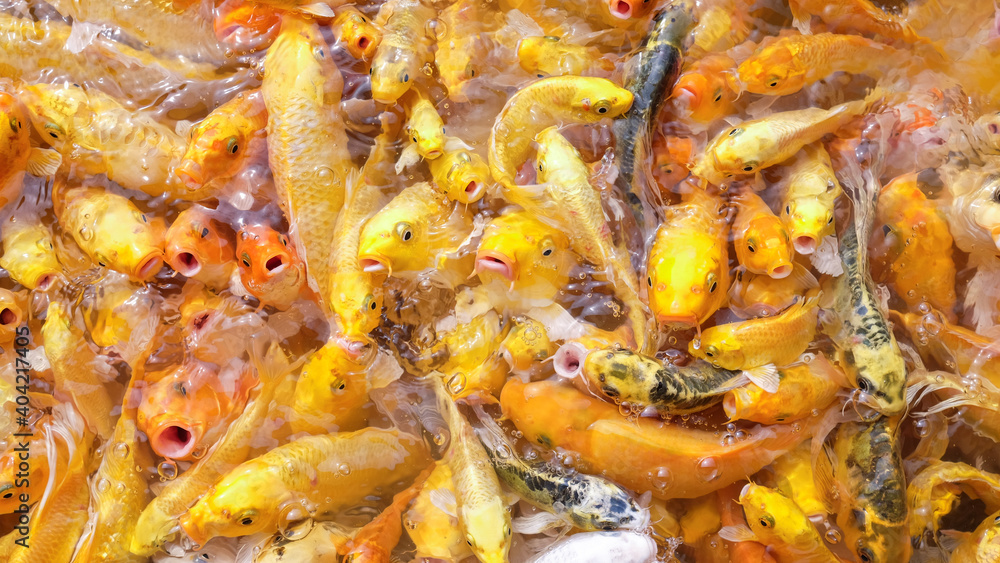 Many koi fish in a natural pond. Many koi fish in a natural pond.