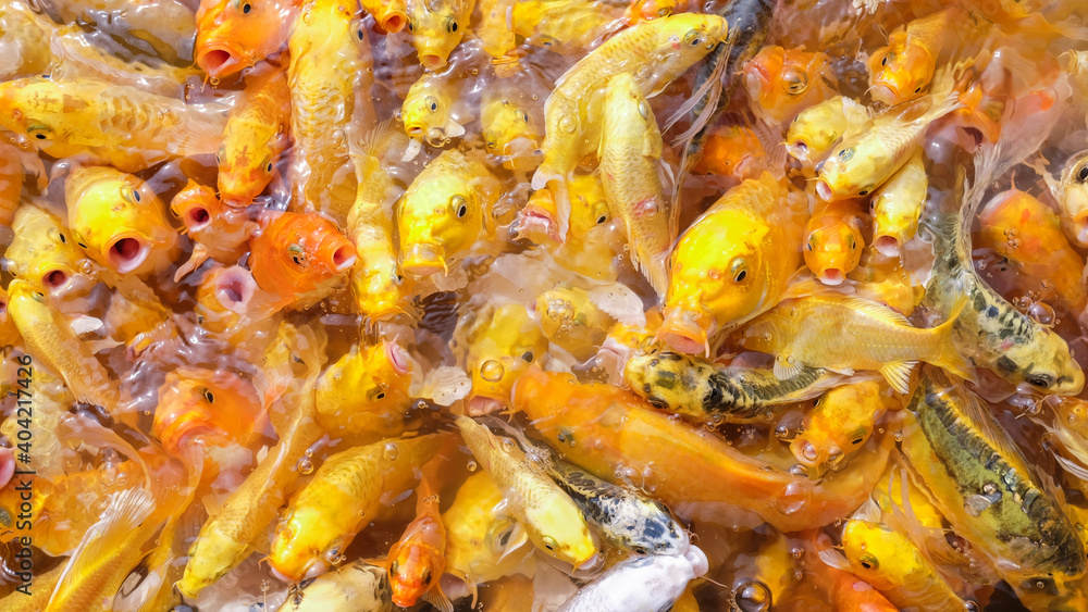 Many koi fish in a natural pond. Many koi fish in a natural pond.