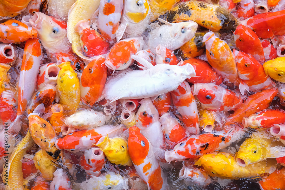 Many koi fish in a natural pond. Many koi fish in a natural pond.