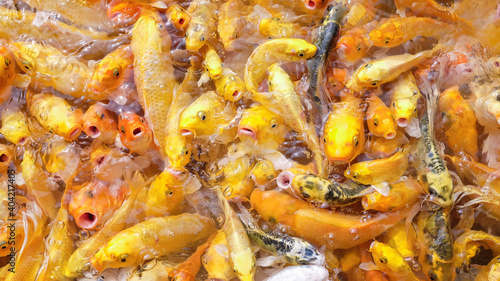 Many koi fish in a natural pond.