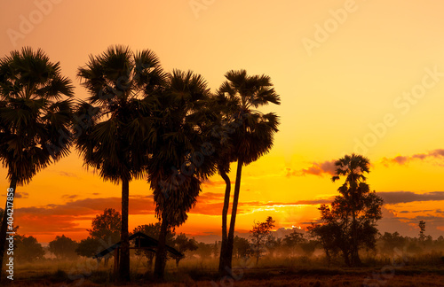 Yellow and red sunrise sky behind palm tree and tropical forest in summer. Golden sunrise sky and silhouette sugar palm tree and hut in rural. Country view. Sunrise shine with yellow and orange color.