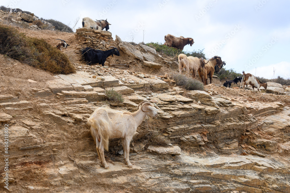 A group of goats are standing on the rocks. Ios island. Greece. Europe.