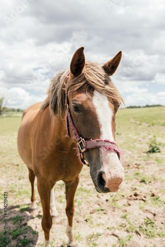 Portrait of horse in a farm in country side, Czech Republic © Tran