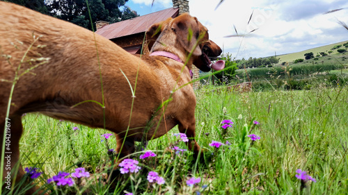 Dog running in the field