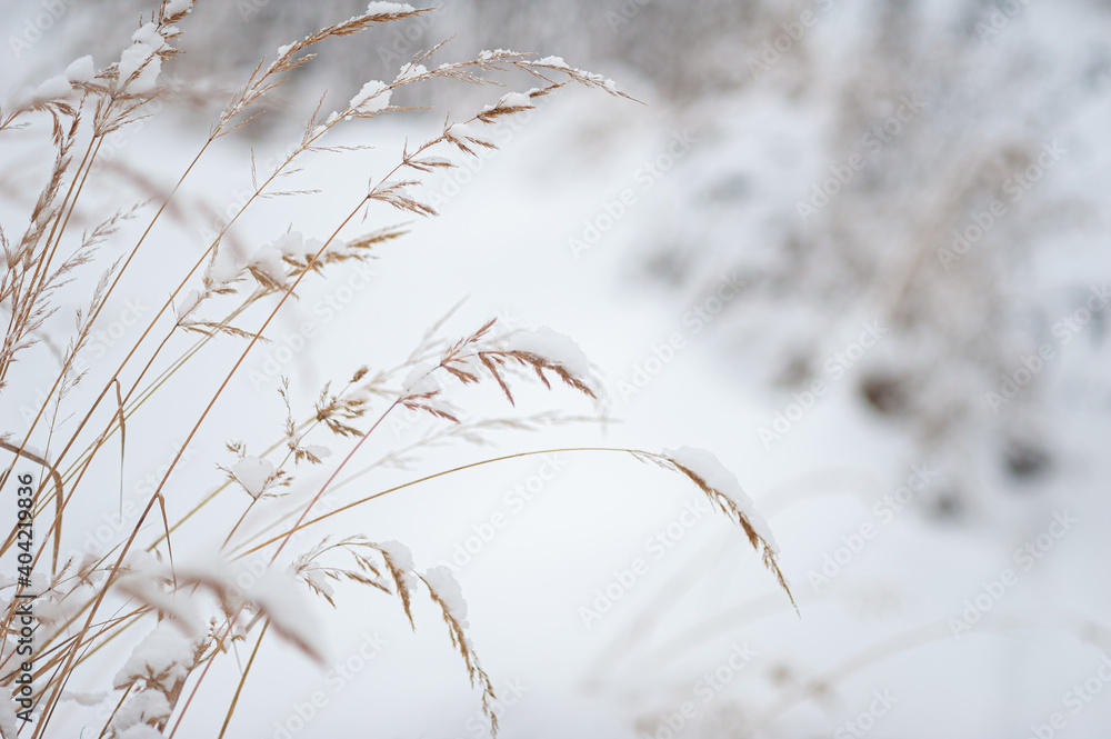 Fototapeta premium Dry ears in the snow against the background of a white snow-covered field. Winter snowy landscape. A place for text. Selective focus.