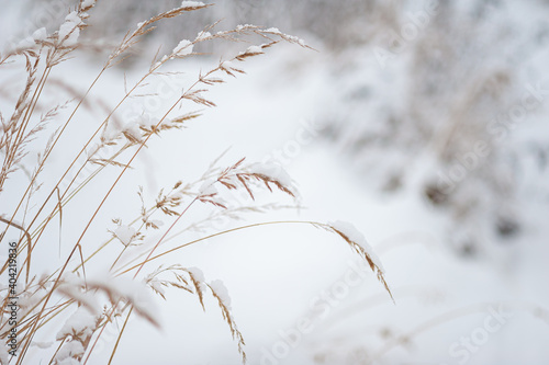 Dry ears in the snow against the background of a white snow-covered field. Winter snowy landscape. A place for text. Selective focus.