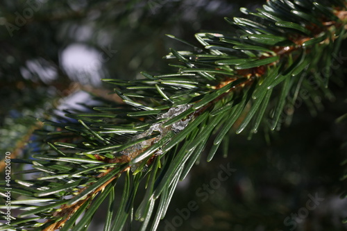 Melting ice on a spruce branch in winter