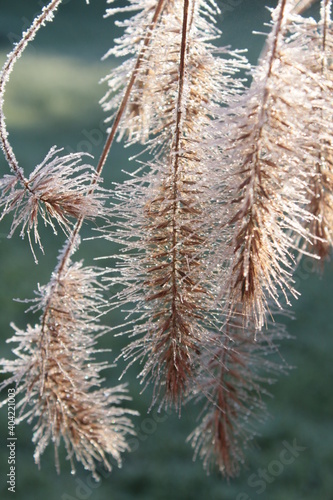 Close up macro of frozen ornamental grass seed heads white frost melting on feathery strands like glass threads swaying in cold weather breeze, Winter scene in organic country garden Norfolk England photo