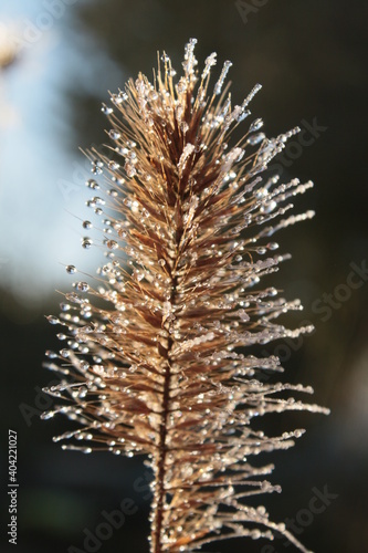 Close up macro of frozen ornamental grass seed head white frost melting on feathery strands like glass threads swaying in cold weather breeze, Winter scene in organic country garden Norfolk England photo