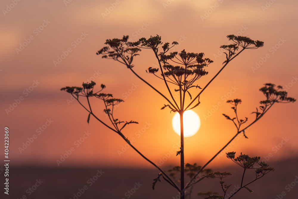 silhouette of a plant with spreading stems against the setting sun silhouette of a plant with spreading stems against the setting sun
