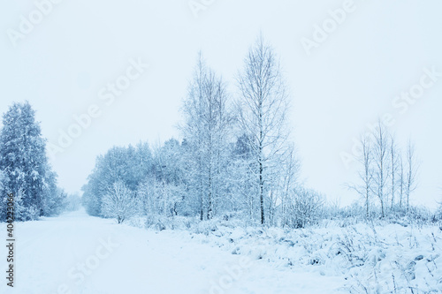 winter snowy cloudy landscape with trees