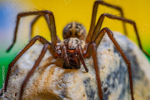 The macro shot of spider on stone, Colored background.