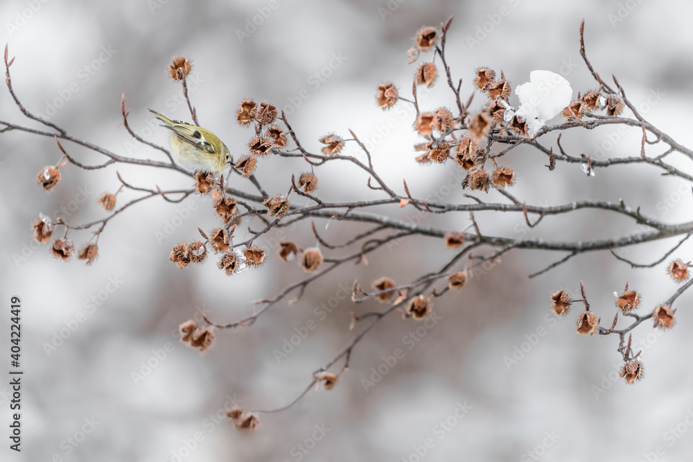 The beautiful Goldcrest feeds on the beech branch in winter season (Regulus regulus) The beautiful Goldcrest feeds on the beech branch in winter season (Regulus regulus)