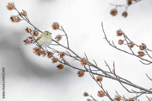 Wonderful Gold crest female in winter season (Regulus regulus)