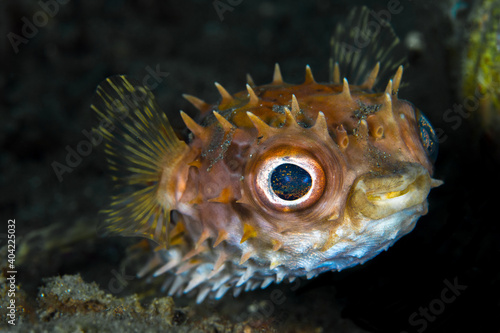 Spiky big eye Porcupinefish on coral reef