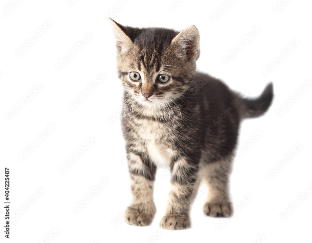 Kitten portrait isolated on a white background. Kitten portrait isolated on a white background.