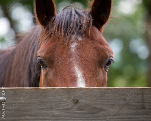 Horse looking over the wooden fence.