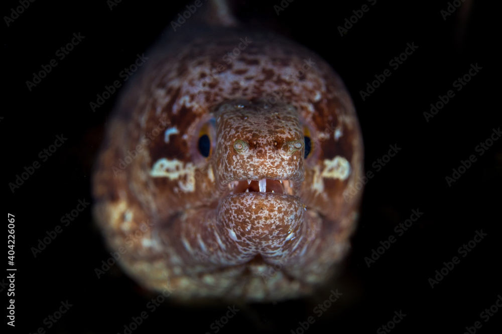 Close up detail of moray eel on coral reef