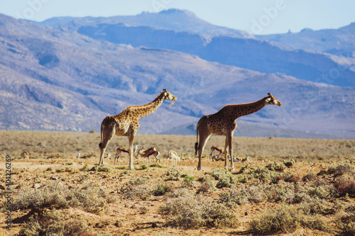 giraffes in the desert