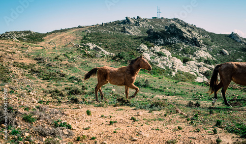 Horse running down the mountain on a sunny day