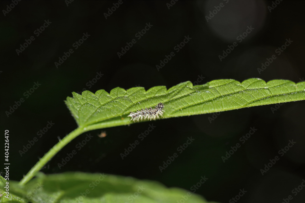 Distelfalter Raupe Distelfalter Raupe