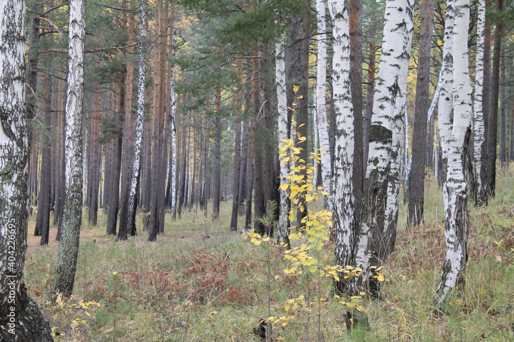 Fototapeta premium forest in autumn
