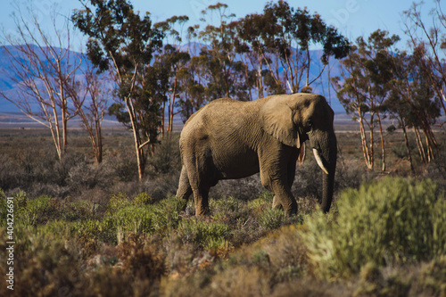 elephant in the wild