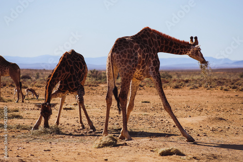 Photography giraffe in the savannah