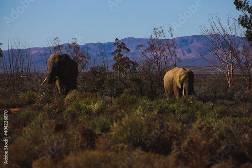 Canvas Print herd of elephants