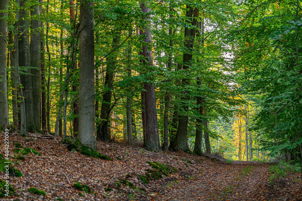 Fototapeta premium Laubwald im Sommer